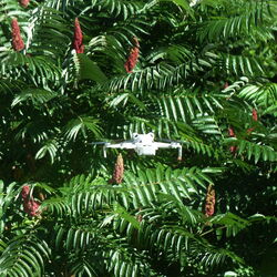 Die Drohne filmt den Essigbaum von der Nähe.